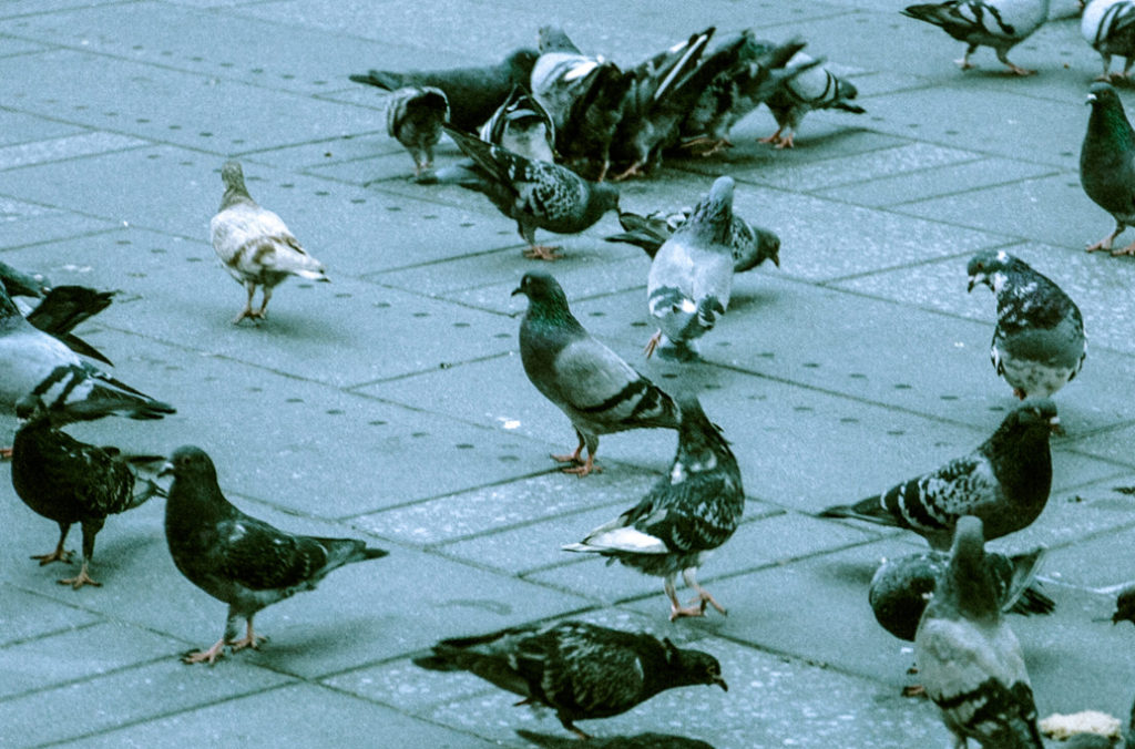 Using Ovocontrol For Effective Las Vegas Commercial Pigeon Control