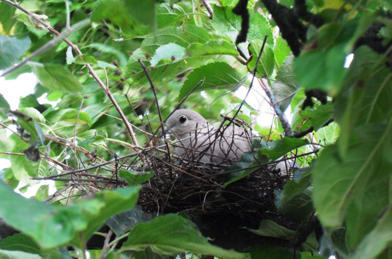 looking-into-las-vegas-pigeon-control-methods-could-prevent-disease